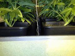 JDC Multi-Scrog C+48