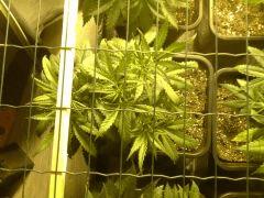 JDC Multi-Scrog C+32