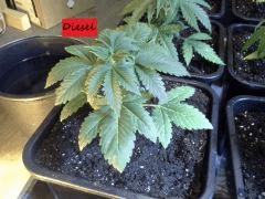 JDC Multi-Scrog C+21