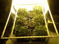 JDC Multi-Scrog C+32