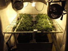 JDC Multi-Scrog C+48