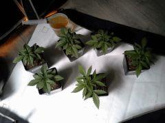 JDC Multi-Scrog C+15