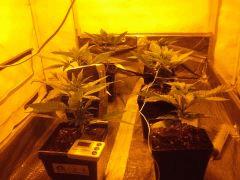 JDC Multi-Scrog C+19