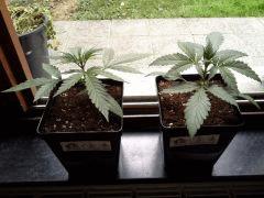 JDC Multi-Scrog C+15