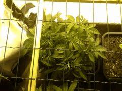 JDC Multi-Scrog C+32