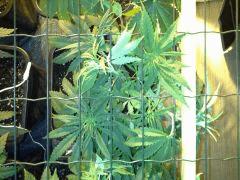JDC Multi-Scrog C+40