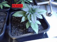 JDC Multi-Scrog C+21