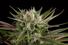 Blue Cheese - Dinafem