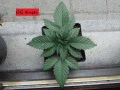 JDC Multi-Scrog C+15