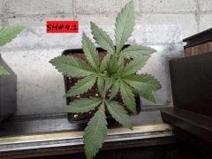 JDC Multi-Scrog C+15