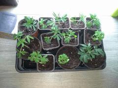 Quelques bout'z de ces Sweet Weeds :-)