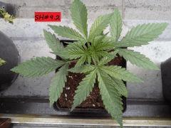 JDC Multi-Scrog C+15