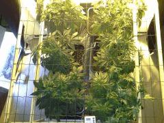 JDC Multi-Scrog C+40