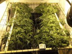 JDC Multi-Scrog C+48