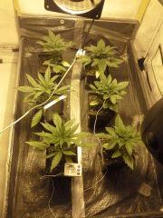 JDC Multi-Scrog C+19
