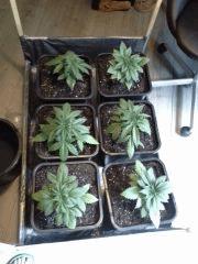 JDC Multi-Scrog C+21