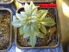 JDC Multi-Scrog C+21