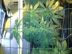 JDC Multi-Scrog C+40