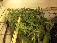 JDC Multi-Scrog C+48
