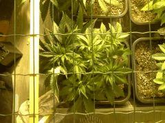 JDC Multi-Scrog C+32