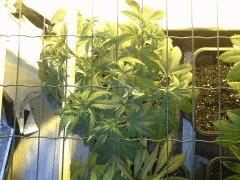 JDC Multi-Scrog C+40