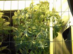 JDC Multi-Scrog C+40