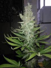 Blueberry