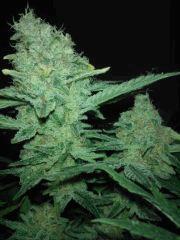 Critical   Bud