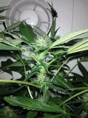 Tangerine Dream