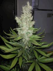 blueberry