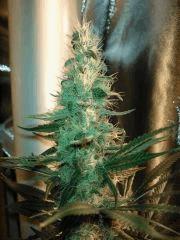 BlueB Flo  50