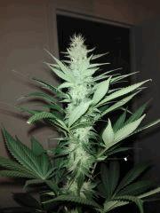 Blueberry