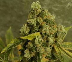 Sour Diesel  F82  1