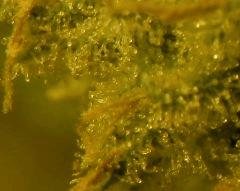 Amné F 56 7 macro