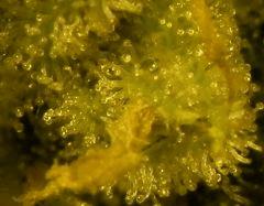 Amné F 56 4 macro