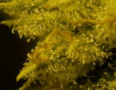 Amné F 58 2 macro