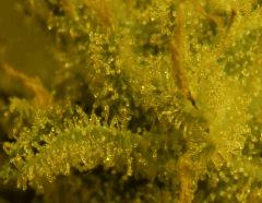 Amné F 56 8 macro