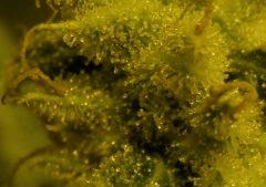 Amnésia macro