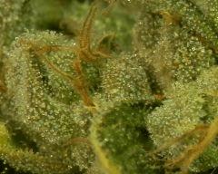 Sour Diesel  F82  3