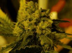AK47
