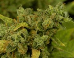 Sour Diesel  F82  2