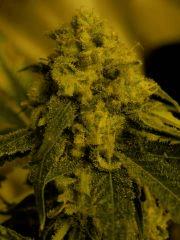 AK47..
