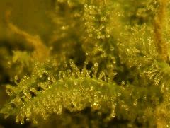 Amné F 56 5 macro