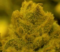 AK47  F64 macro