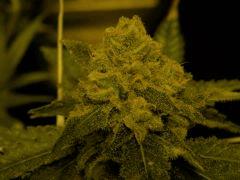 AK47....