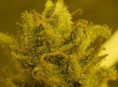 Amné   F64  macro