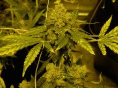 AK47...
