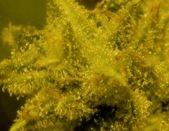 Amné F 56 3 macro