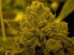 AK47  F64