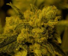 AK47  F 58 1